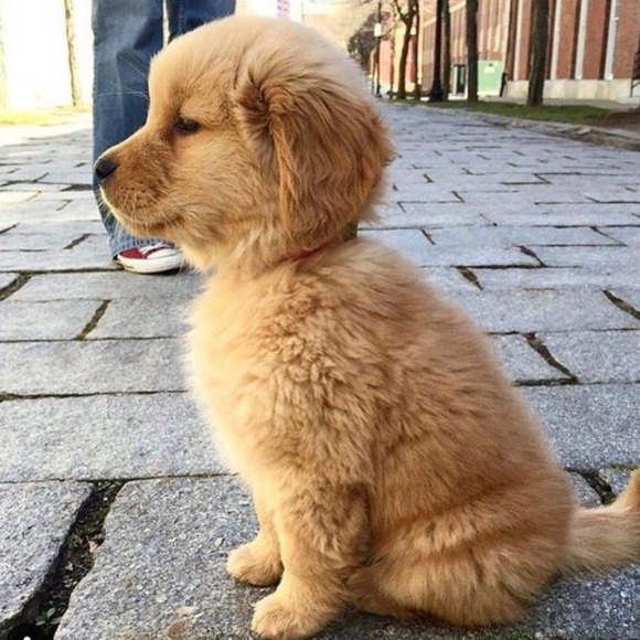 fortheluvofpups